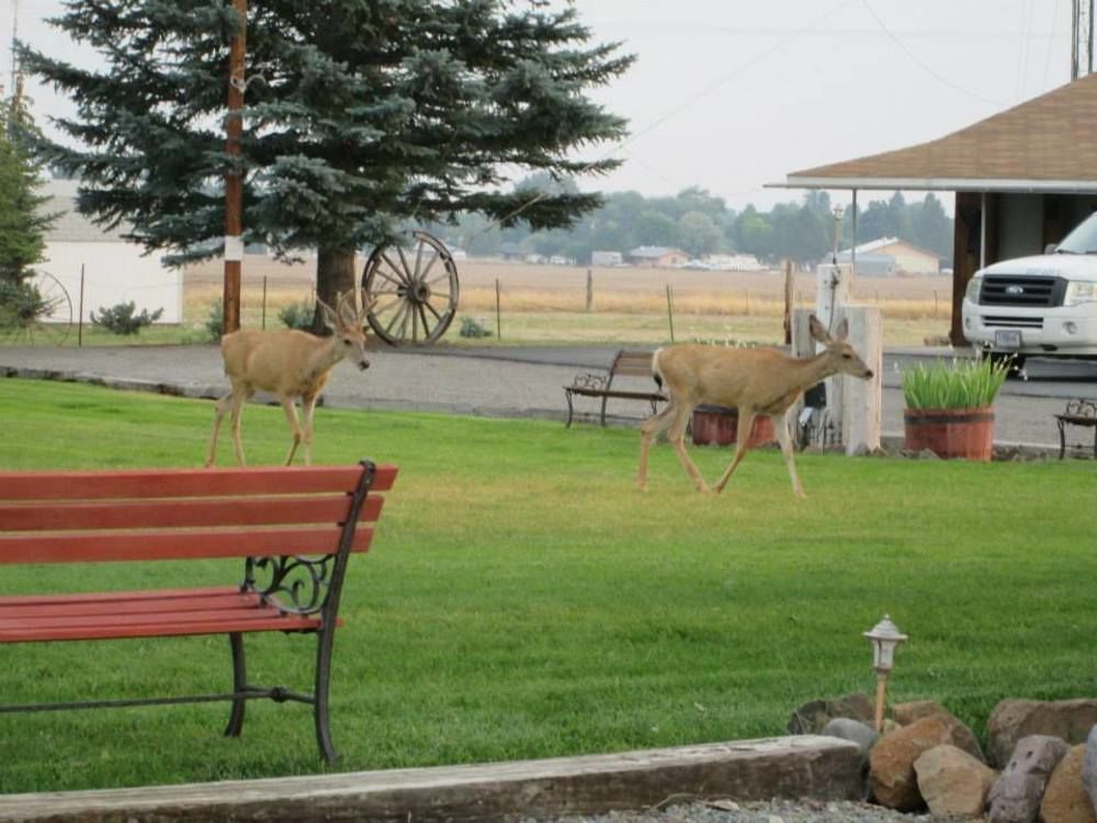 Rim Rock Motel Alturas Exterior photo